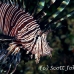lionfish_common_nus_h_0705_png1904.jpg